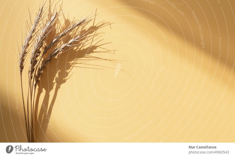Wheat ears with shading on yellow background. Copy space. cereal wheat dry shadow copy autumn food grain concept copy space cream top view various crisis