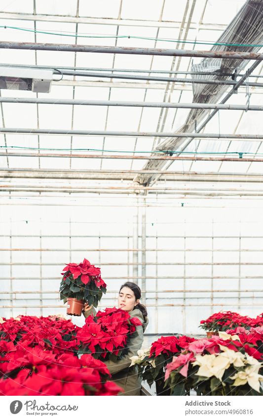 Woman buying potted plant in modern greenhouse market woman poinsettia tree choose hothouse houseplant consumer glasshouse gardener focus florist female choice