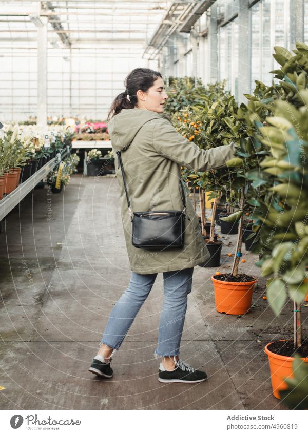Pensive adult buyer touching green leaves of potted orange tree while selecting plant to buy in modern greenhouse market woman choose hothouse houseplant