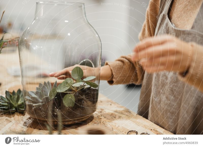 Attentively pensive florist making potted composition with small green succulents in modern flower shop terrarium woman cactus houseplant decor focus home