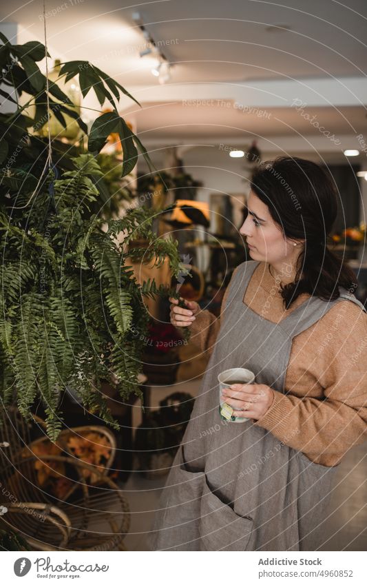 Calm pensive florist checking condition of potted fern while having coffee break in contemporary flower shop woman leaf home drink mug houseplant work employee
