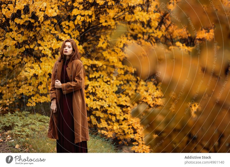Pure ginger hair woman in autumn forest pure pretty fall young red hair park orange tree female nature season brown wilting charming attractive pleasant