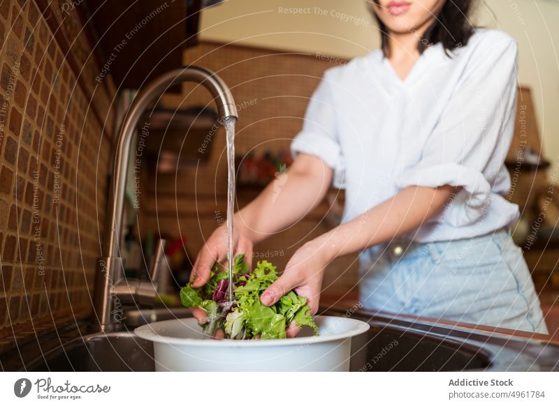 Crop woman washing lettuce in colander water sink fresh kitchen tap clean female wet ripe domestic vegetable organic vitamin vegan ingredient healthy food salad