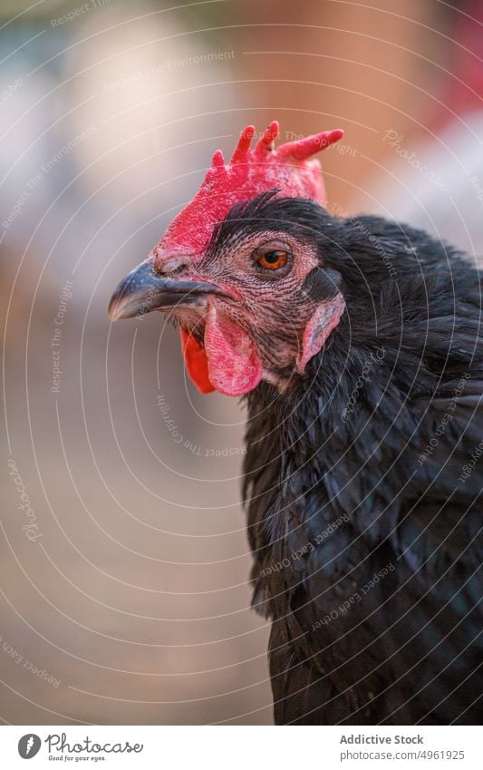 Domestic black chicken on farm bird farmyard feather comb domestic plumage countryside summer animal fowl specie poultry avian ornithology domesticated beak hen