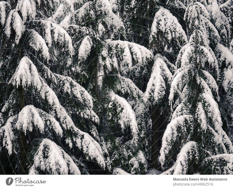 Tops of fir trees covered with snow fir-top snow-covered Winter Confectioner`s sugar snowy Treetops heavy from snow Forest firs
