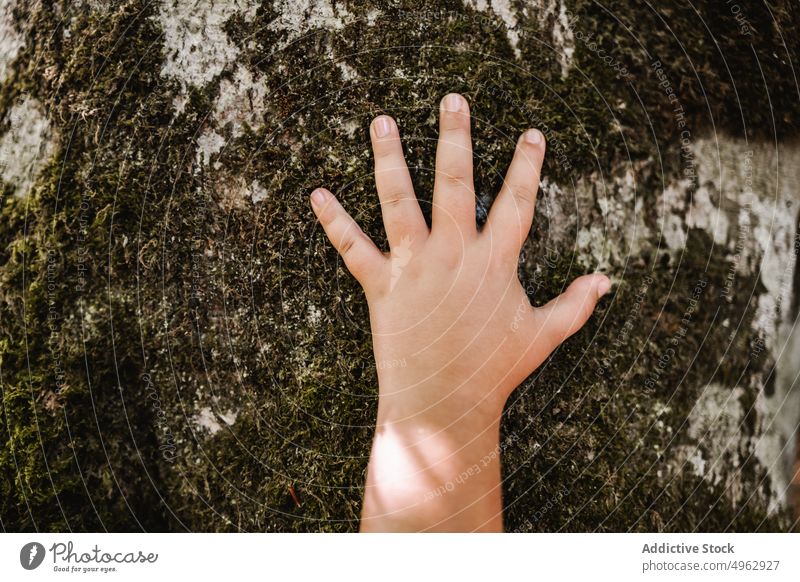 Crop child touching mossy tree trunk forest summer rough explore nature park woodland season countryside daytime natural bark uneven woods lichen gentle tender