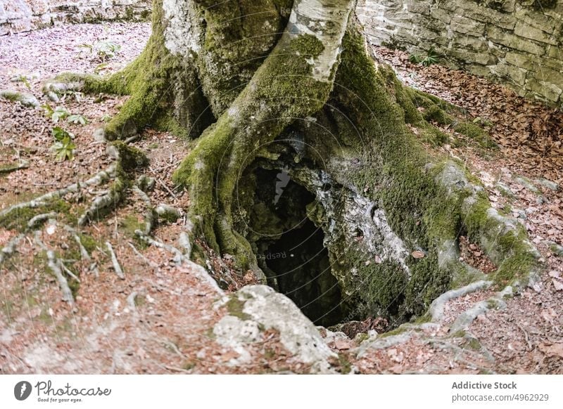 Mossy tree growing near hole moss root trunk ground park summer old rough uneven lichen natural season organic stone weathered daytime crack rock neglect