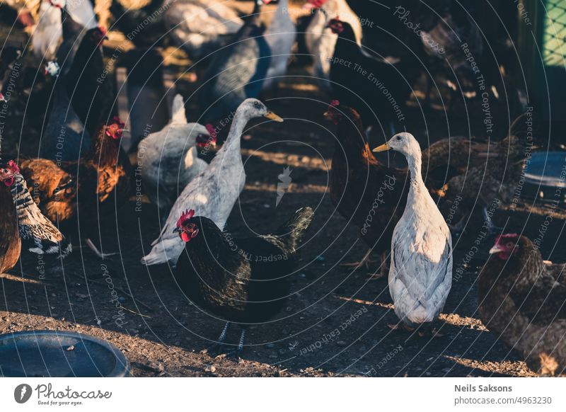 white Indian Runner ducks between other domestic birds agricultural anas animal background beautiful breeding brown eat farm farming female garden grass green