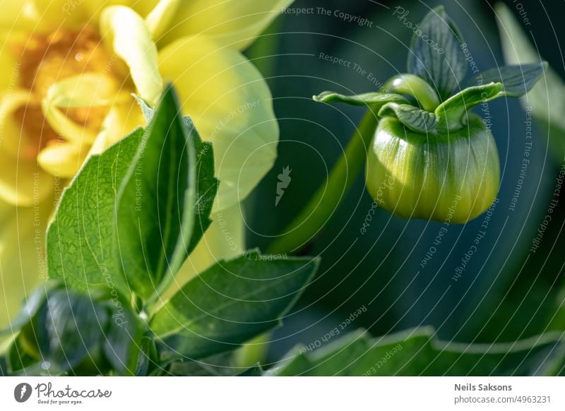 yellow dahlia bud alone bloom concept dahlia flower floral flower bud garden gardening green leaf leaves natural nature plant space spring summer white