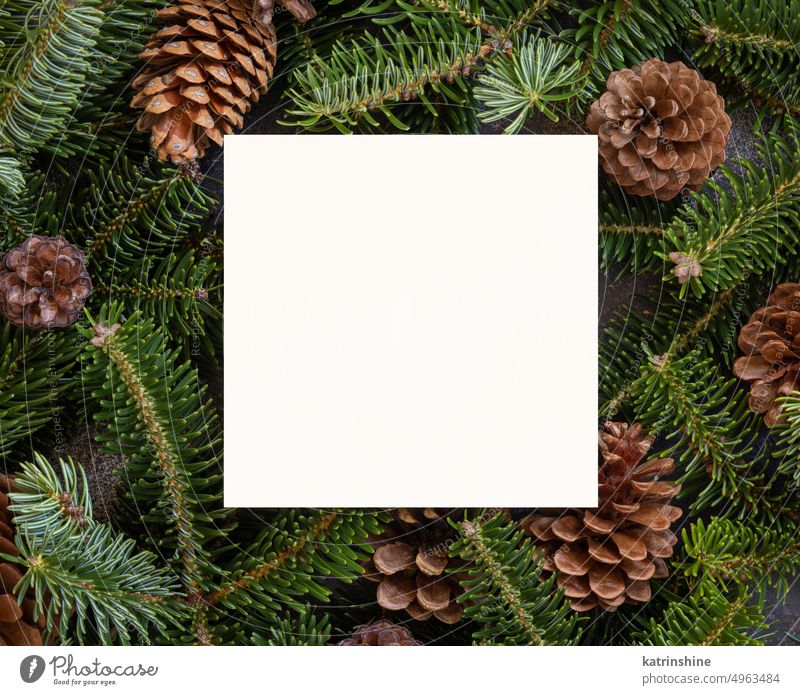 Christmas Square blank card between fir branches and pine cones on green top view christmas mockup holiday New year template winter paper greeting white