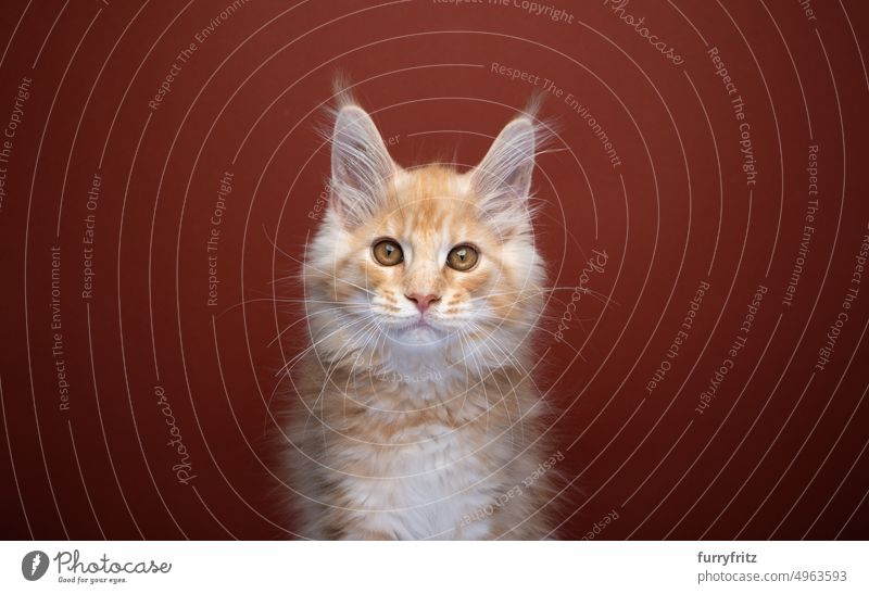 cute ginger maine coon kitten portrait maine coon cat one animal indoors studio shot red-brown brown background red background fluffy fur feline young cat kitty