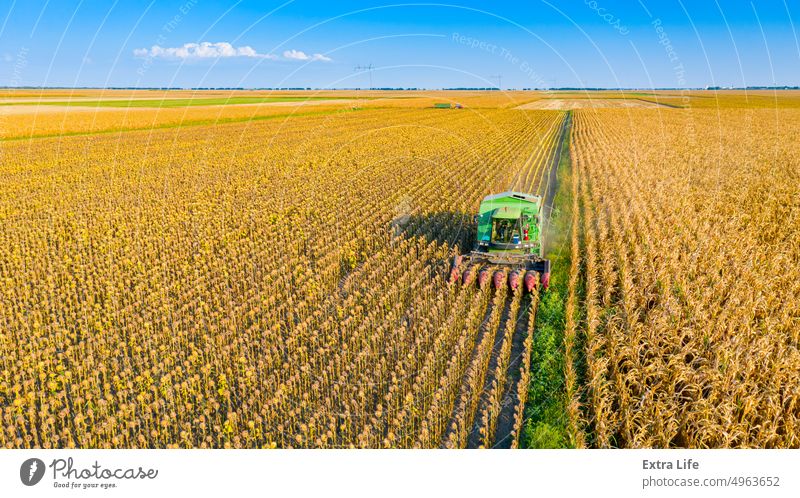 Aerial view of combine, harvester machine harvest ripe sunflower Above Agricultural Agriculture Agronomy Cereal Combine Country Crop Cultivated Cultivation Cut