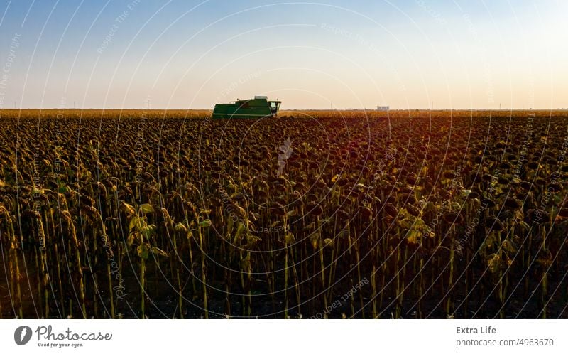 Silhouette view of combine, harvester machine harvest ripe sunflower Agricultural Agriculture Agronomy Backlight Cereal Combine Country Crop Cultivated Cut Dry