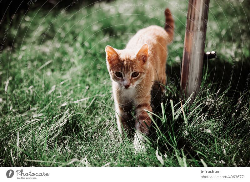 small cat walking in a meadow Cat kitten Small Meadow Cute Pelt pets One animal Pet Garden stroll Going Creep young animal Outdoors Enchanting