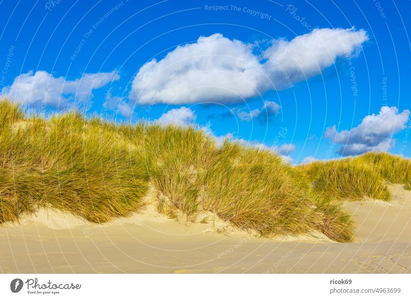 Landscape with dunes on North Sea island Amrum duene Island coast Beach North Frisian Island Ocean North Sea coast destination Schleswig-Holstein vacation
