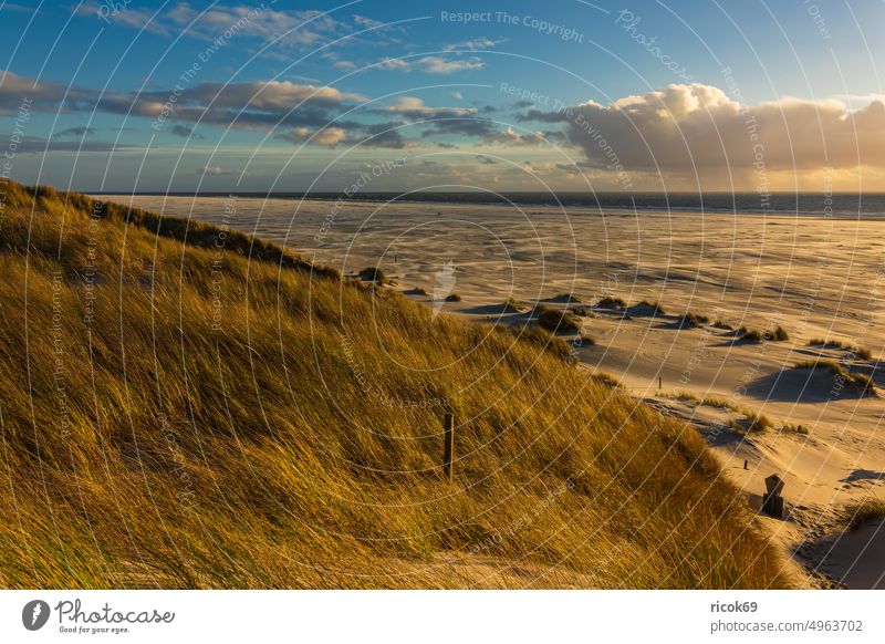 Landscape with dunes on North Sea island Amrum duene Island coast Beach North Frisian Island Ocean North Sea coast destination Schleswig-Holstein vacation