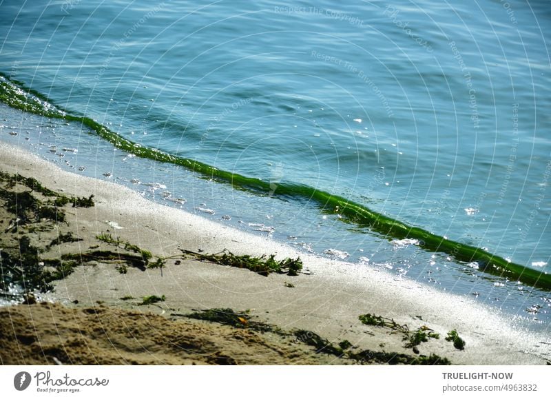 The waves in the river carry algae to the beach on the shore River Waves Sand Beach Algae ardor Summer Sun Wind Water bank Nature Environment Algae growth