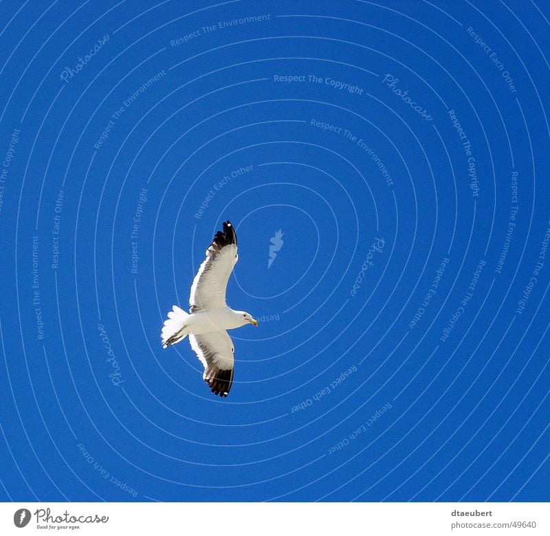 above all Seagull White Peace Black Animal Bird Infinity Summer Blue Nature Sky Flying Freedom Above