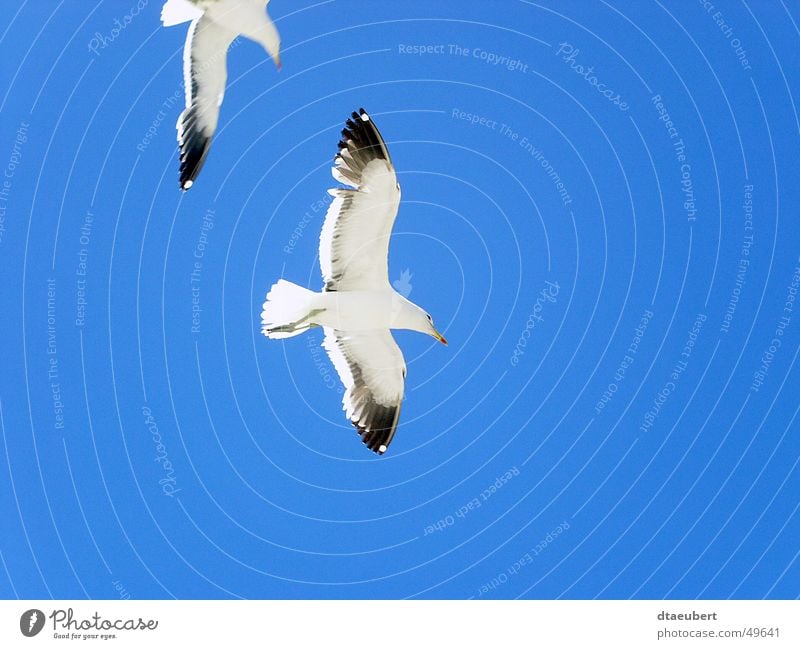What are you looking at? Seagull White Peace Black Animal Bird Infinity Summer 2 Blue Nature Looking Sky Flying Freedom