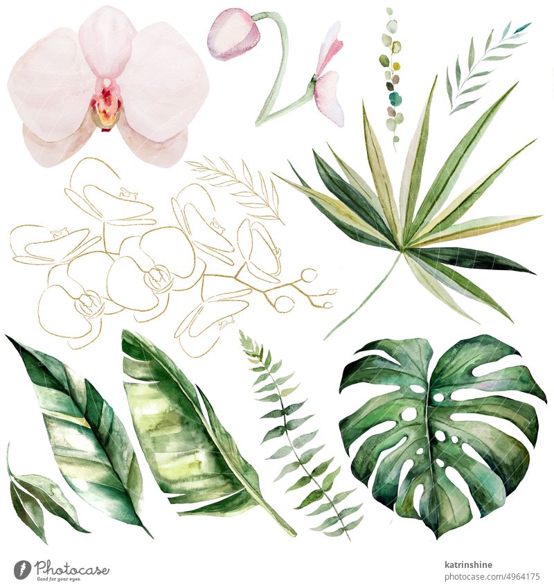 Watercolor tropical leaves and flowers isolated, summer wedding illustration elements Botanical Decoration Exotic Foliage Hand drawn Isolated Ornament Outlines