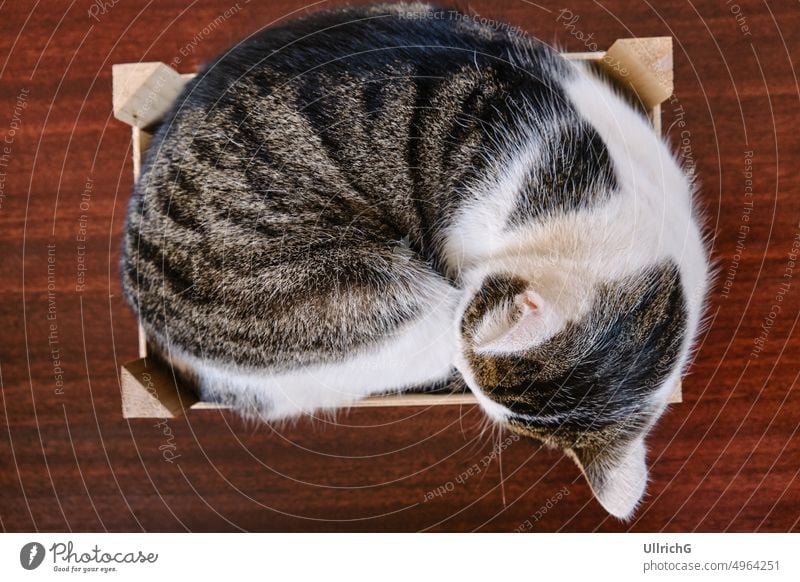 Domestic Cat In A Wooden Crate cat kitten feline pet domestic cat animal mammal sleep slumber rest crate box wooden case live curled up fauna biology concept