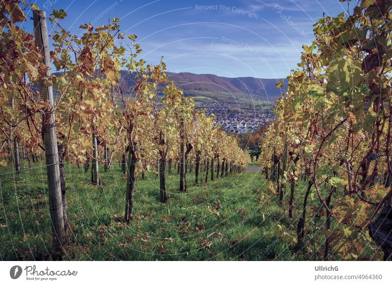 Autumn vineyard landscape on the Swabian Alb in the vineyards of Metzingen, Baden-Württemberg, Germany. winegrowing horticulture nature slope hill ecology