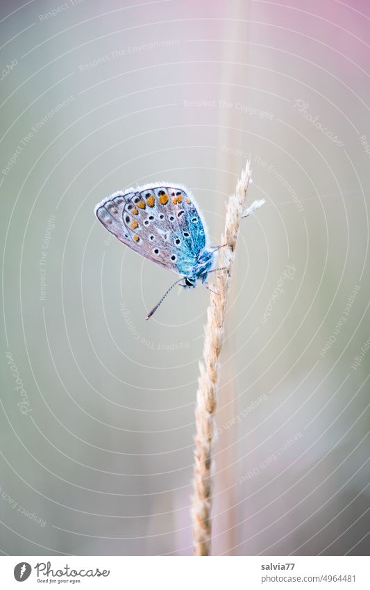 little blue Butterfly Nature Lepidoptera Insect Small Break tranquillity Blade of grass Plant Blue Animal portrait Flower Summer Copy Space top