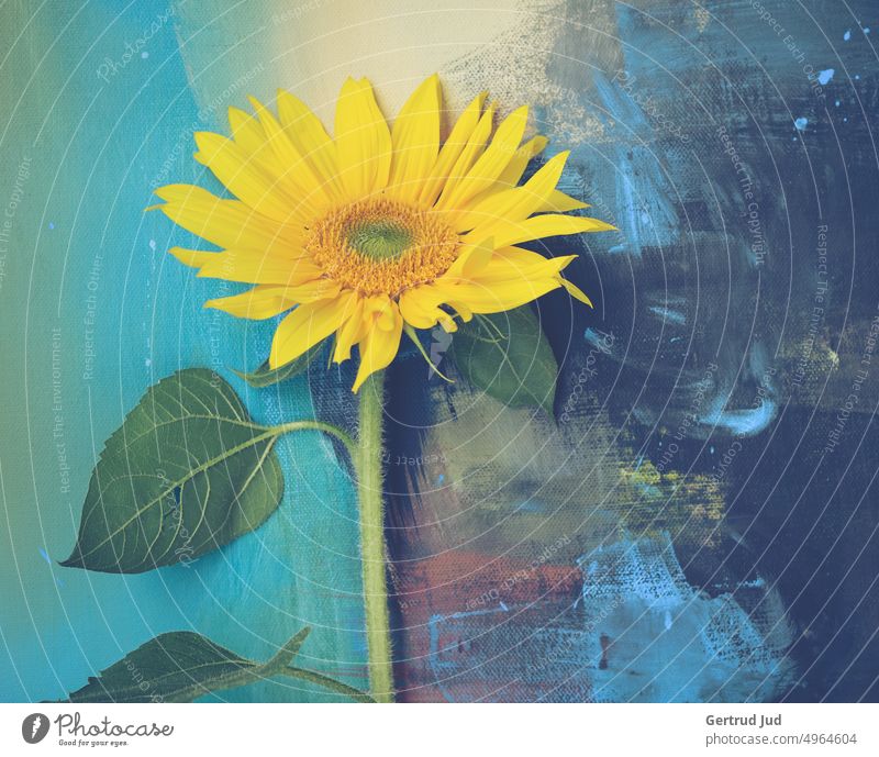 Sunflower on colorful acrylic background Flower Flowers and plants Blossom Color yellow Still Life Nature Plant Summer Colour photo flowers Blossoming Yellow