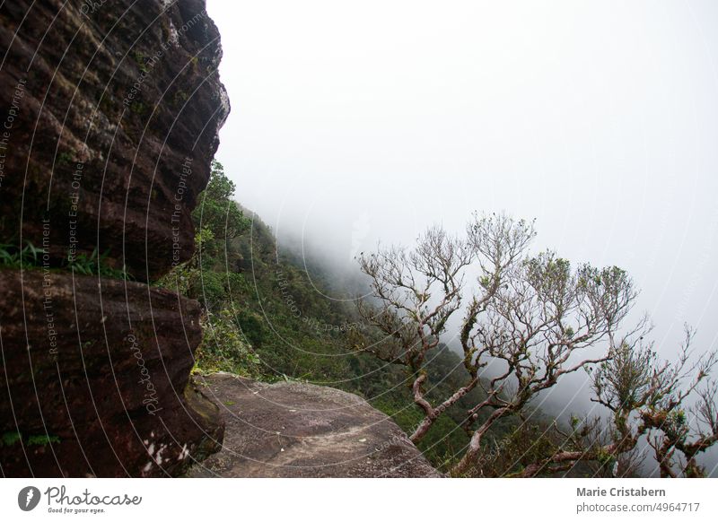 Fog from the thick tropical jungle as seen from a rocky cliff in Bokor National Park or Preah Monivong in Kampot, Cambodia Ecosystem Journey Mountain Cliff