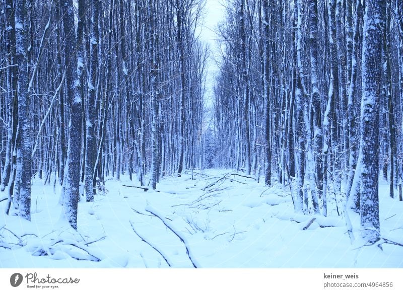 Snowy trees in the forest in winter like surreal photo mural in blue Forest Winter chill Blue Photo wallpaper Poster motive motif Forest motif Nature