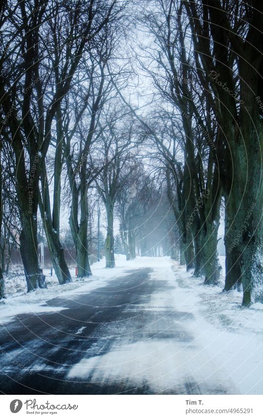 an avenue in deep winter Winter Avenue Snow Poland Exterior shot Nature Landscape Street Cold Tree Frost Deserted Ice Day White Loneliness Colour photo