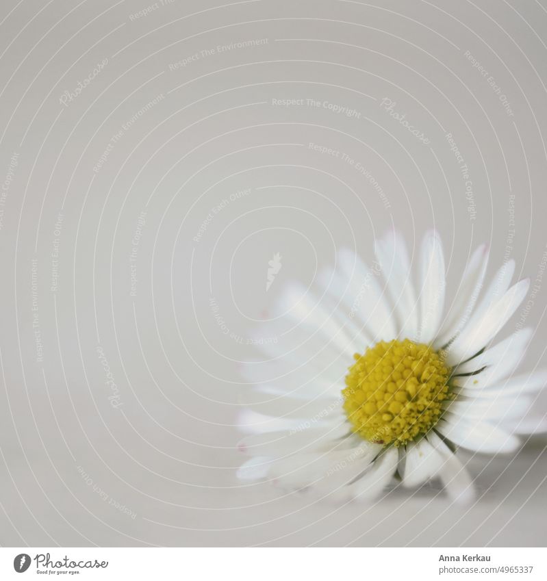 A delicate daisy against gray calm background Daisy common daisy Bellis perennis Wild plant Spring flower Flower little flower Blossom Yellow Close-up White