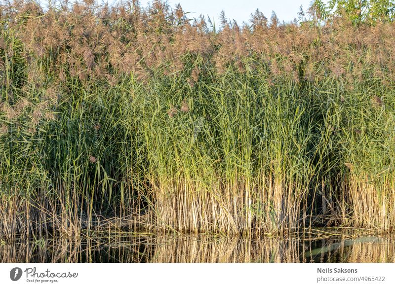 Dense thickets of grass on an overgrown lake autumn background beautiful beauty closeup color dense thickets dry environment field flora forest green growth