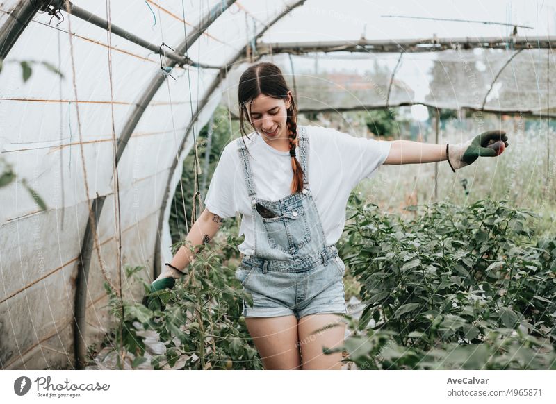 Young woman on orchard greenhouse vegetable plot playful and happy while recollecting. Rural lifestyle, new jobs, first time working. Growing tomatoes and peppers during the season. Work overall