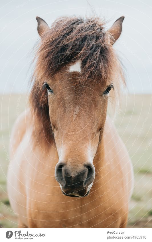 Portrait of an Icelandic light hair color horse ,Iceland animals, close up image of the native race of icelandic horses. Beauty animal in the wild natural wasteland of north Iceland.