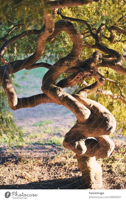 Alt und verzweigt Baum Alter alt knorrig geschwungen Baumstamm nadelbaum bonsai Rinde Geäst Äste Natur Schatten grün wachsen Verzweigung gealtert