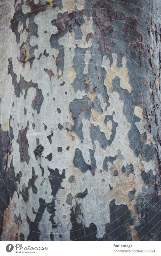 Raubtierrinde Baumrinde Rinde Stamm Baumstamm Stammbaum gescheckt gefleckt Muster Detail Detailaufnahme grau beige weiß Birke Natur wald PArk