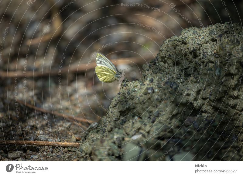 a butterfly (cabbage white butterfly, pieris brassicae) sits in the sun on a mound of earth Butterfly cabbages Pieris brassicae Insect Pieris rapae insects