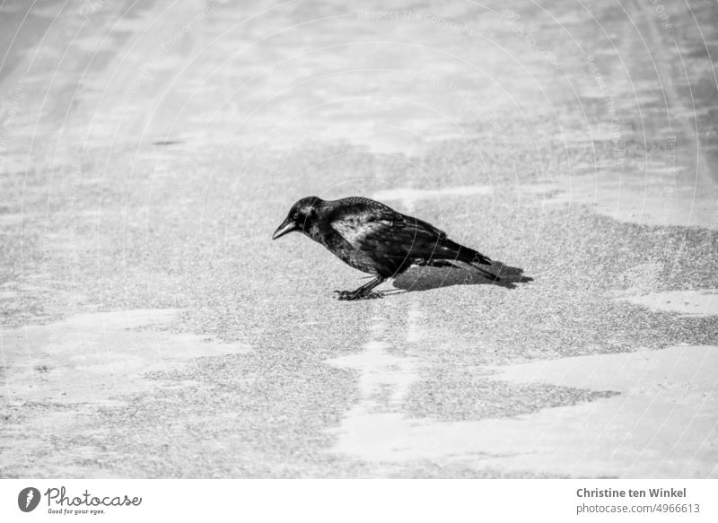 A raven crow stands in the sunshine on the sandy asphalt Crow Bird Wild bird Black Crow 1 Wild animal Animal Monochrome Black & white photo Asphalt