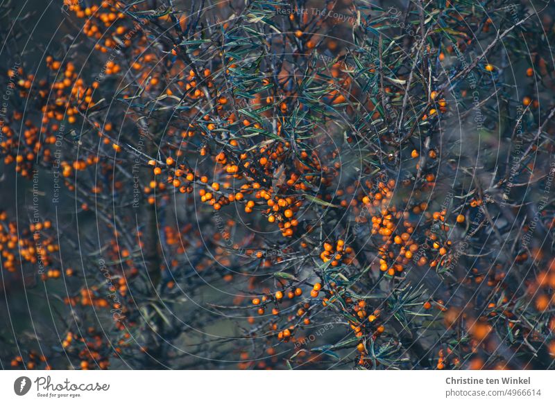 sea buckthorn Sallow thorn Fruit Orange Nutrition Nature Plant Autumn Bushes Berry bushes Berries Wild plant Berry seed head North Sea Fresh Healthy Juicy