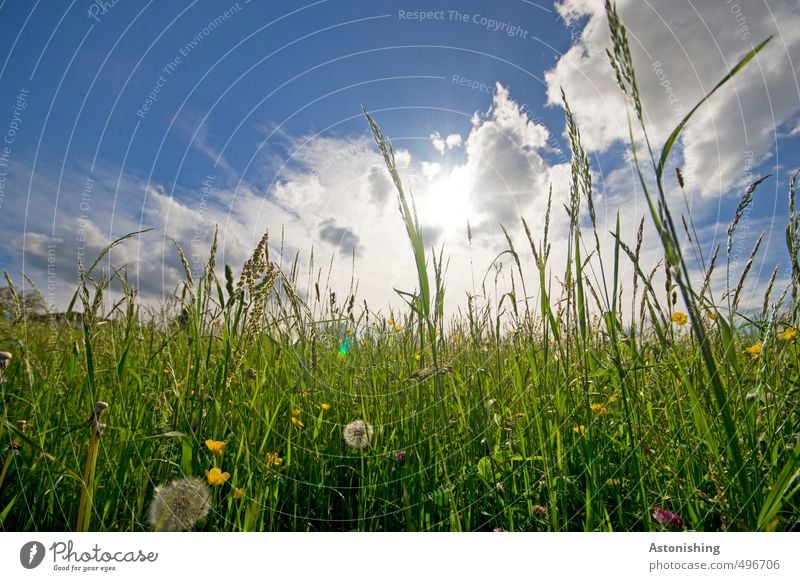 meadow Environment Nature Landscape Plant Elements Air Sky Clouds Horizon Sun Sunlight Summer Weather Beautiful weather Warmth Flower Grass Leaf Blossom