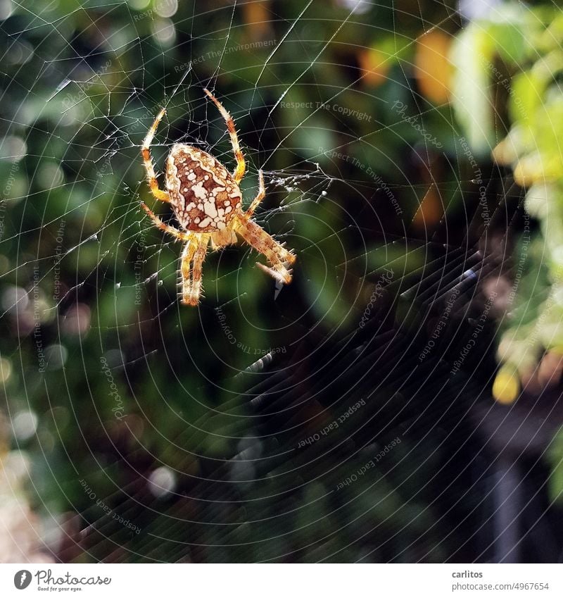 I think I'm spinning | garden cross spider Garden Spider Net Spider's web Close-up Nature Animal Insect Shallow depth of field Fear Legs Disgust Creepy Crawl