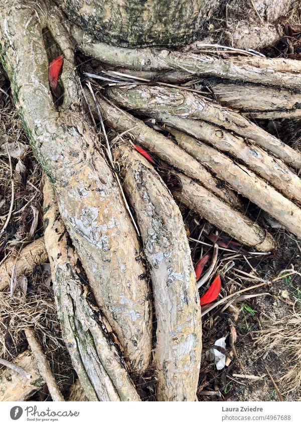 Tree roots with red leafs, Indian coral tree tree roots Root Plant Nature Growth roots above the ground Environment botanical
