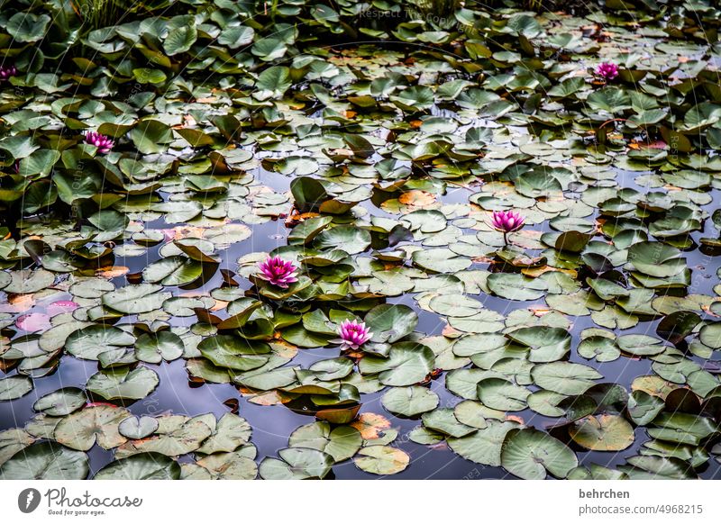rosensee Canada Stanley Park Lake Water lily Pond blossoms flowers Plant Nature Environment Aquatic plant pretty Green Leaf Exterior shot Colour photo
