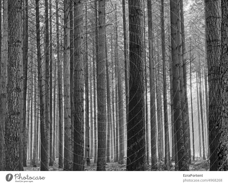 forest Forest Tree Nature trees Black & white photo White trunk group Tree trunk Environment lines tranquillity Jawbone Wood Forestry Forest death