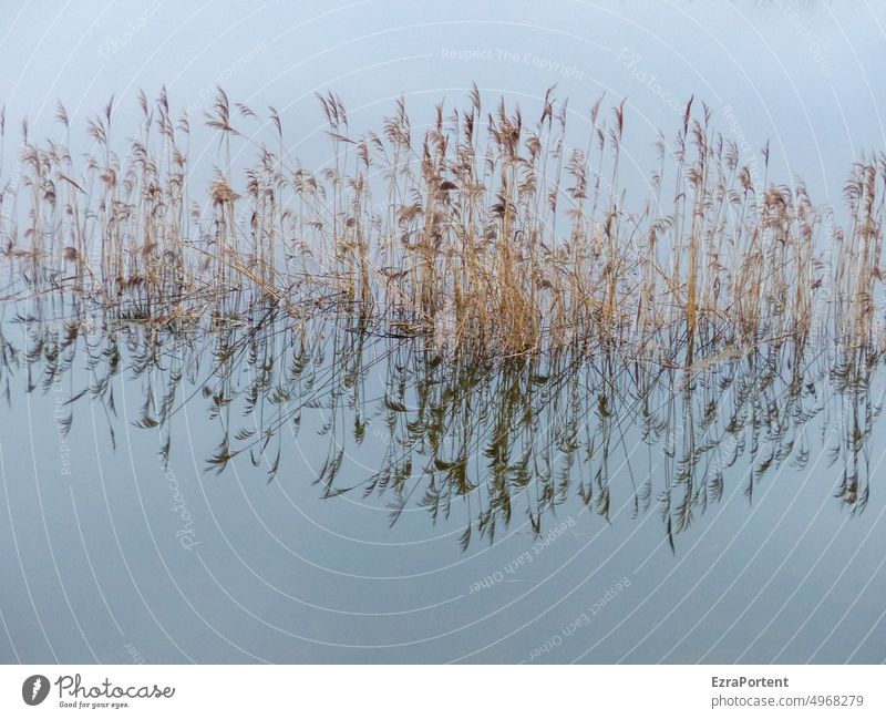 reed Water Common Reed reflection Nature grasses Calm Lake Plant Idyll Landscape Surface of water Blue Water reflection Reflection