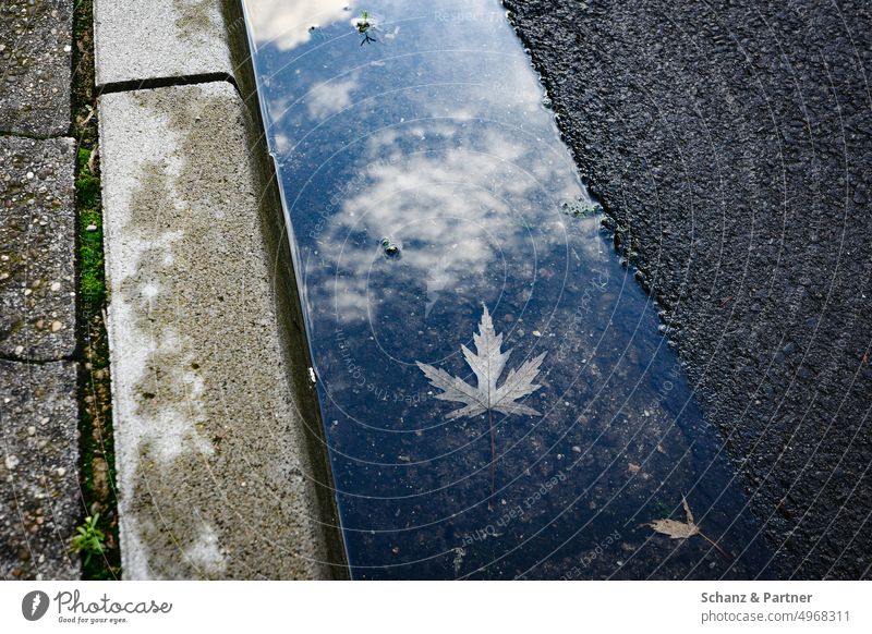 Maple leaf under water in curb gutter Street Maple tree Autumn Norway maple urban Curbside foliage reflection Clouds Leaf Autumnal Transience Rain gutter mirror