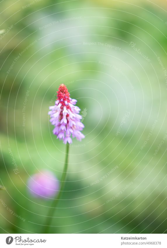 Pink flower in the wind pink had pink flower daylight Nature blossom natural light Blossoming garden flower naturally garden plant soft Natural color