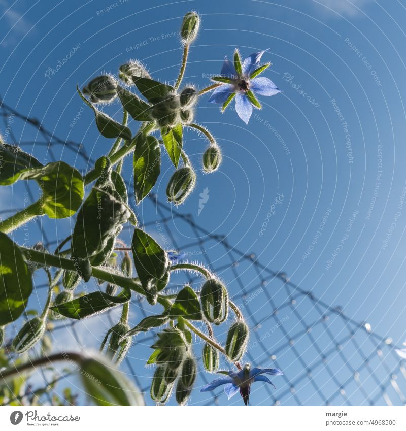 A borage plant on the fence Cucumber plant Borage Flower Blossom Nature Plant Close-up Garden Blue Deserted Blossoming seasoning Fence Blue sky Exterior shot