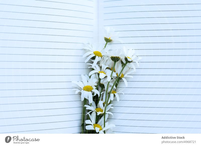 Daisies and empty notebook bouquet daisy fresh flower nature summer write bunch sheet bloom notepad chamomile blossom plant delicate lush fragile daylight